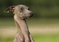29 Windhund-Trio